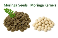 Moringa Seeds for Planting | Non-GMO from India Very Fresh | Bulk