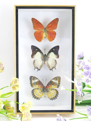 beautiful real stuffed butterflies 3D wall showcase entomology taxidermy n 06