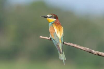 Wandbild: Europäischer Bienenfresser (Merops apiaster) thront auf einem [...]