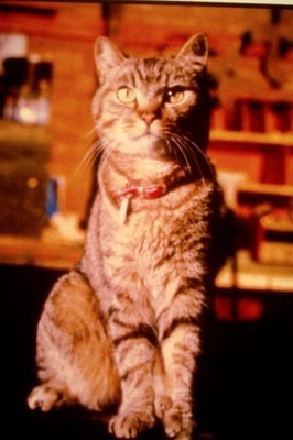 Filmdia Murder She Purred - Mrs. Murphy Movie Slide 35mm L39-20-3-3