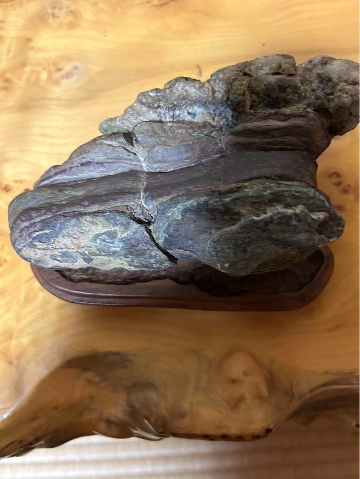 Japanese SUISEKI Natural Chrysanthemum Stone 5.5 inch Width Rock BONSAI