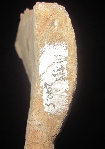 China Mesozoic Jurassic Period Tooth Fossil - Picture 24 of 24