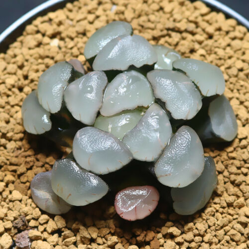 1Year 4CM Succulent Plant Purple Lens Maughanii Haworthia Liliaceae Home Garden - Picture 1 of 6