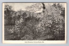 Fortune Rocks ME-Maine, Apple Blossoms, General Greetings, Vintage Postcard