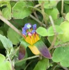 Fuchsia procumbens - 50 seeds - New Zealand Native Fuchsia groundcover