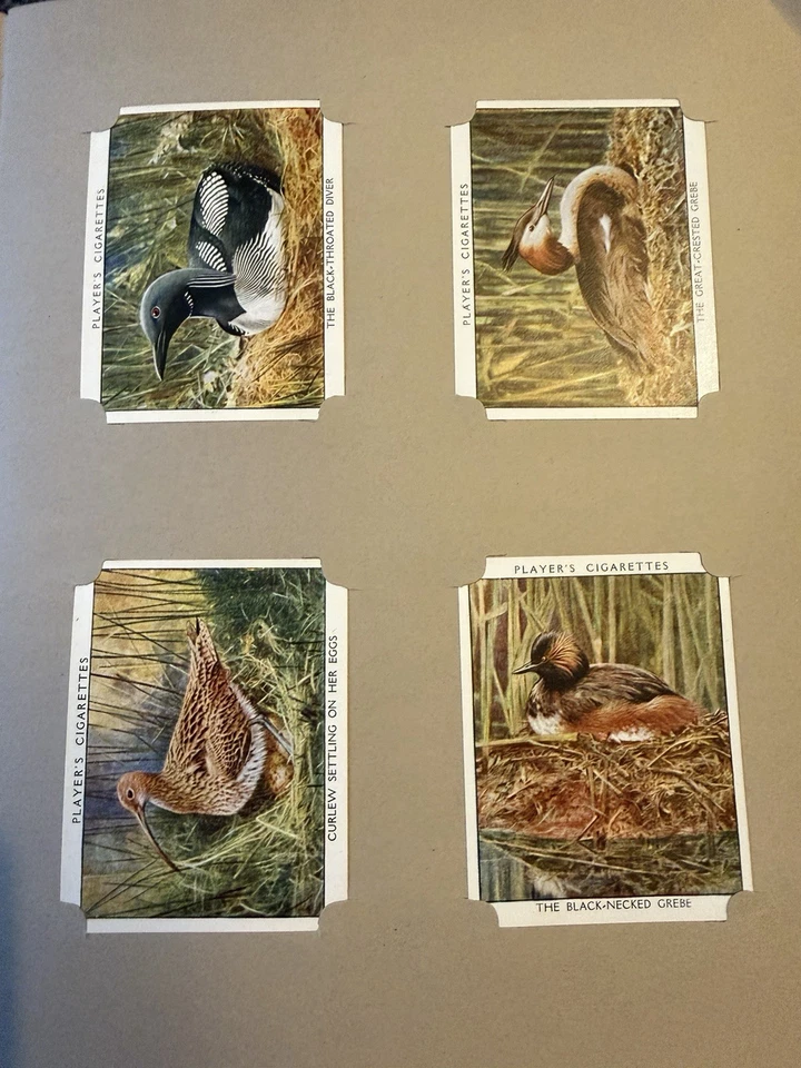 Player’s Wild Birds (1934) Full Set L25 Cigarette Cards In Album - VG+ Excellent - Image 4 of 4
