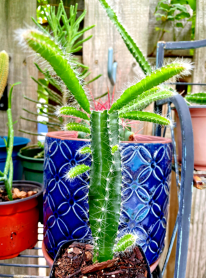 Cute Selenicereus Dog Tails SUCCULENT Cactus in 4" Pot | eBay