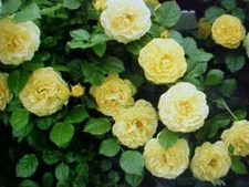 50 SEEDS   FRAGRANT CLIMBING THORNLESS BABY YELLOW COLOR ROSE SEEDS USA SELLER