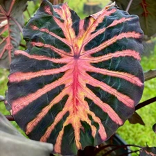 Colocasia Live Bulb Ghost Rider New Hybrid Free Phytosanitary Certificate