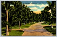 Linen Postcard Avenue of Palms Miami Beach Florida