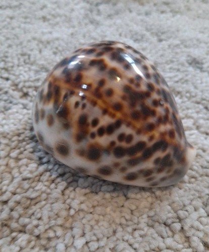 Cypraea Annetae, Mexico Florida Caribbean Gems ! Bundle - Picture 12 of 13