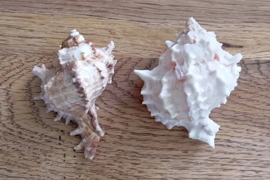 Lot de 13 Coquillages De Collection - Photo 2/4