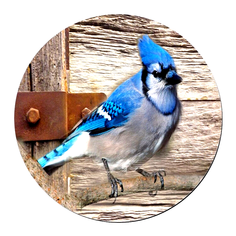 BLUE JAY BIRD ART BARN Pendant Charm On 925 Sterling Silver 20