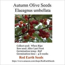Autumn Olive - 20 Seeds - Elaeagnus umbellata
