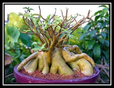 500 x Adenium ARABICUM Bang Ra Chan Dum, Wüstenrose, Sukkulente MASSENSAMEN