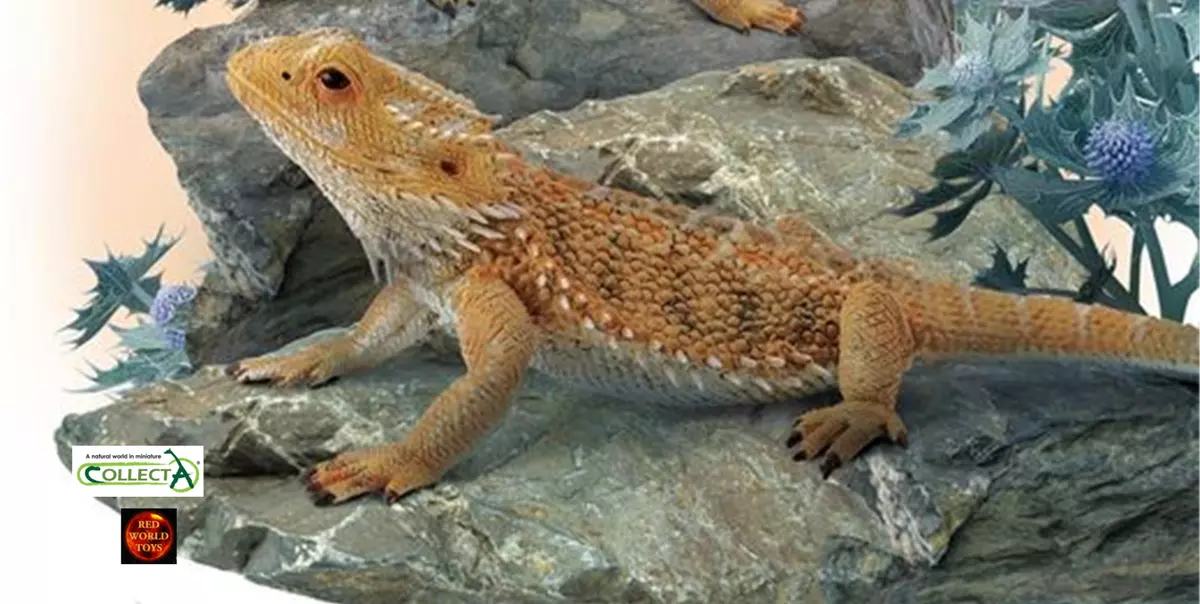 Bearded Dragon Lizard