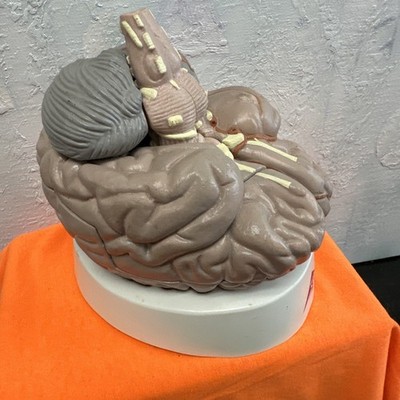 Anatomical Human Brain Model 3D Educational Teaching Tool 5 pieces and base