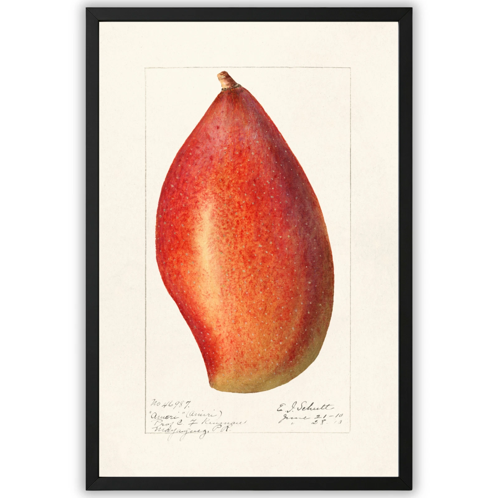Vintage Mango Botanical Print Framed 11x17 Tropical Fruit Wall Art Decor