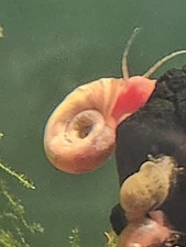 30 3 Pink Multicolored Ramshorn Snails Free Aquatic Plant Cutting Floating