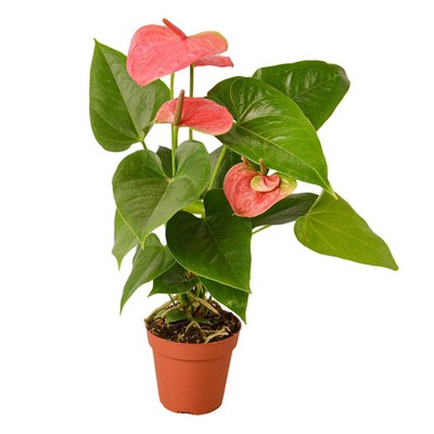 Anthurium 'Pink'-6'' Pot
