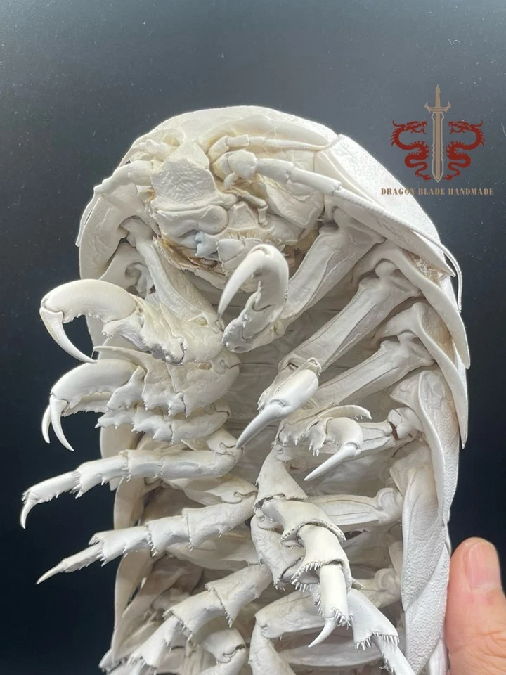 Espécimen real de Bathynomus giganteus calidad museo, taxidermia rara, 25 cm/9,8" Foto 2 de 4