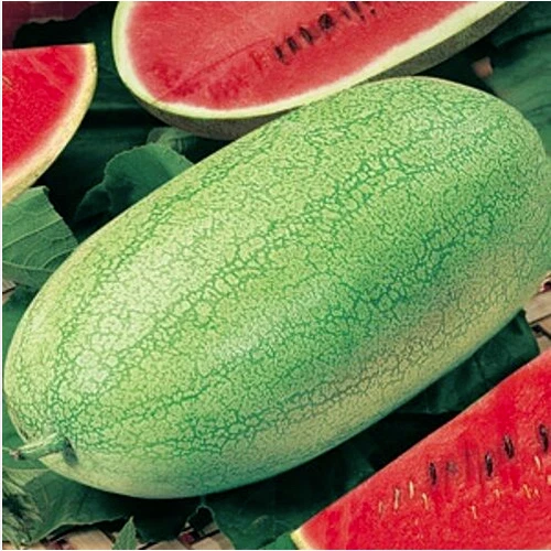 WHITE 10 GRAINES DE PASTÈQUE CHARLESTON GREY GIANT + CADEAU GRATUIT