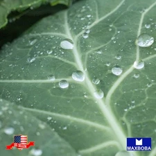 100 Vates Collards Seeds Non-GMO Heirloom BTGO 75% OFF