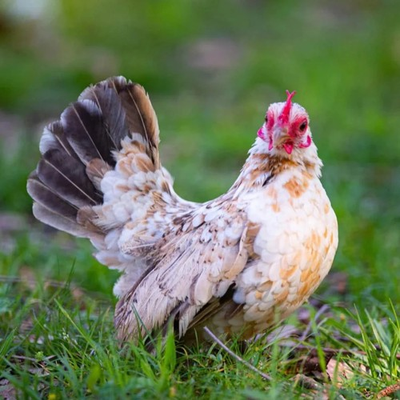 #ad 6 Rare Breed Chicken Fertile Hatching Eggs Silkies Cochins Ayem Cemani $34.99