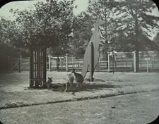 Magic Lantern Slide Photo Australia Melbourne Zoo Kangaroos 1898