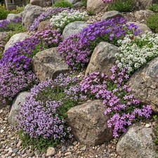 Landscaper's Pack ULTIMATE GROUNDCOVER MIX w/ Perennials Non-GMO 5000 Seeds