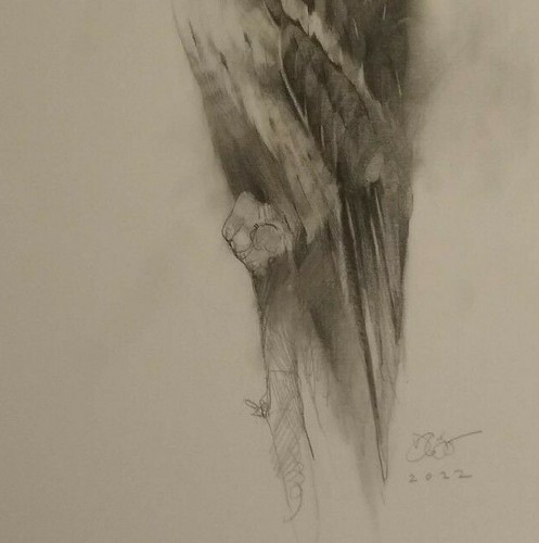 Original Fine Art Hawk Pencil Drawing Nashville Artist Darryl Glenn Steele - Photo 5 sur 7