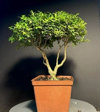 Bonsai Tree Kingsville Boxwood Pre Bonsai 12-15 Years Ready To Pot Up As Bonsai
