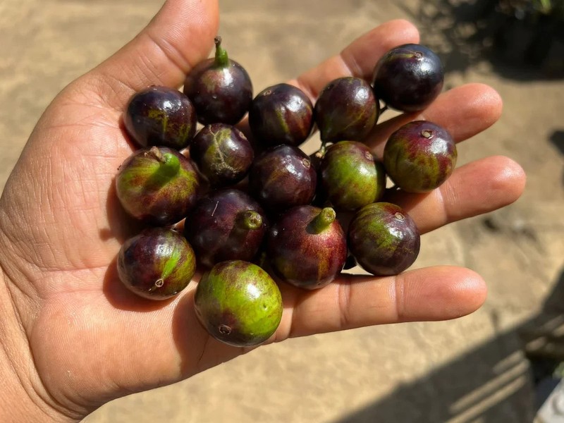 Plinia sp. "Navel Esverdeada" Jaboticaba