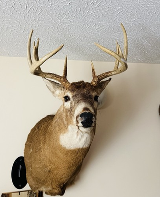 #ad #ad Whitetail Deer Mount Whitetail Taxidermy Whitetail Antlers $599.99