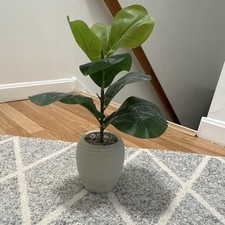 Boll & Branch Living Fiddle Leaf Fig Potted Indoor Plant