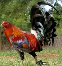 10 Blueface Hatch Chicken Hatching Eggs.