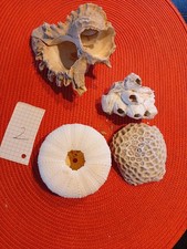 Muschel Schnecken/Korallen Versteinerungen Fossilien Sammlung