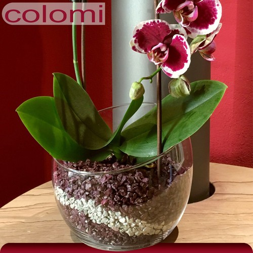 Colomi 1 L Sustrato Planta Patentado para Orquídeas | 4 a 8 mm | Selección - Imagen 3 de 21