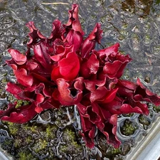 Sarracenia purpurea 'Brunswick Beauty' - Rooted Division - MW