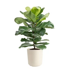 Fiddle Leaf Fig Indoor Plant in 10 In. Decor Planter, Avg. Shipping Height 2-3 F