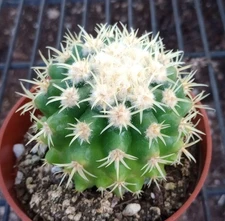Echinocactus grusonii v. Brevispina Golden Barrel Cactus Short Spines 55
