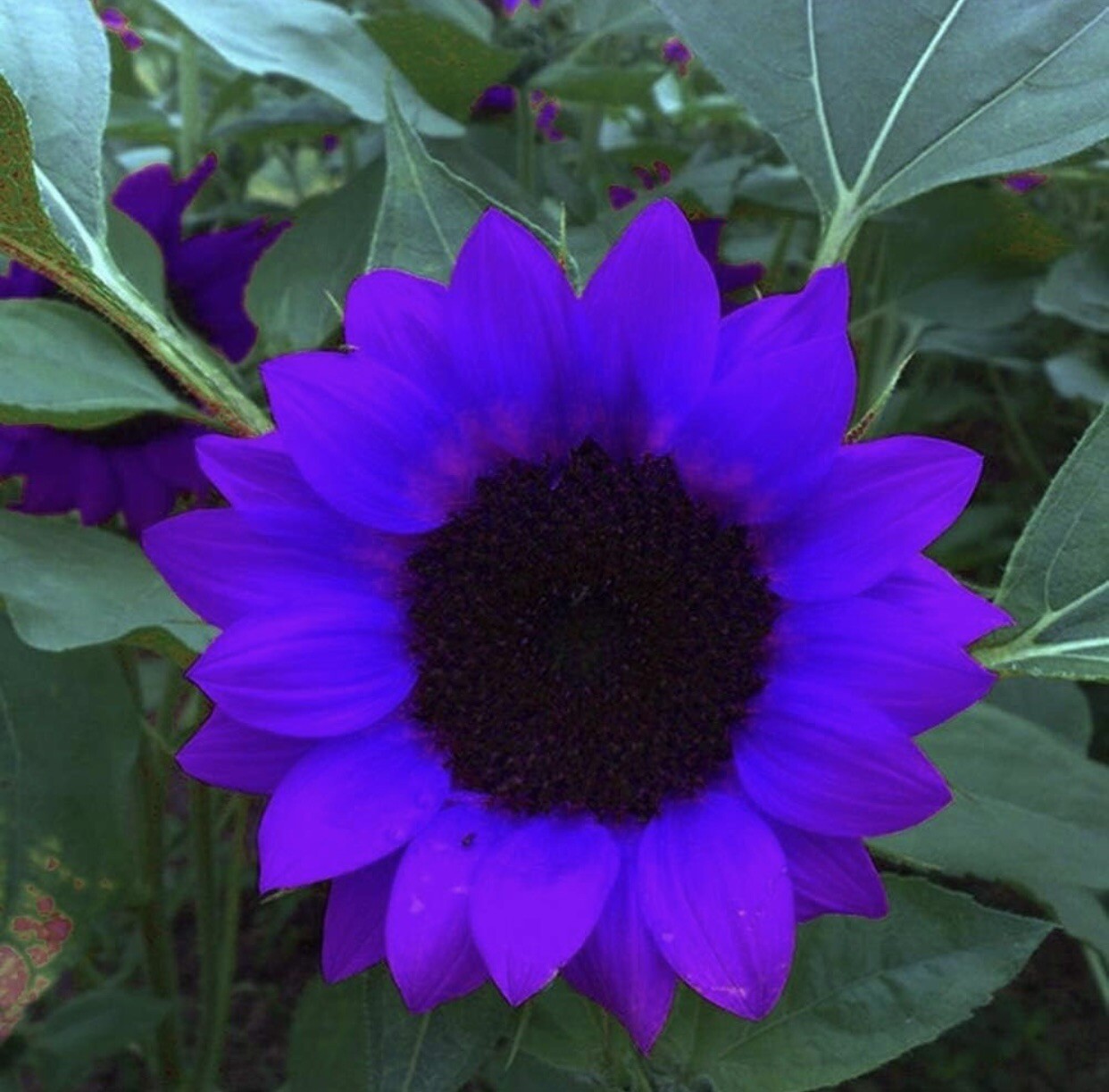 Sunflower Seeds to Plant Purple Sunflower Seeds Ornamental Plant Home Garden Yar