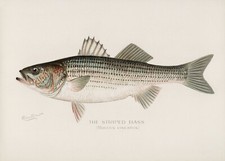 14587.Decor Poster.Room interior design.Marine life vintage drawing.Fish market