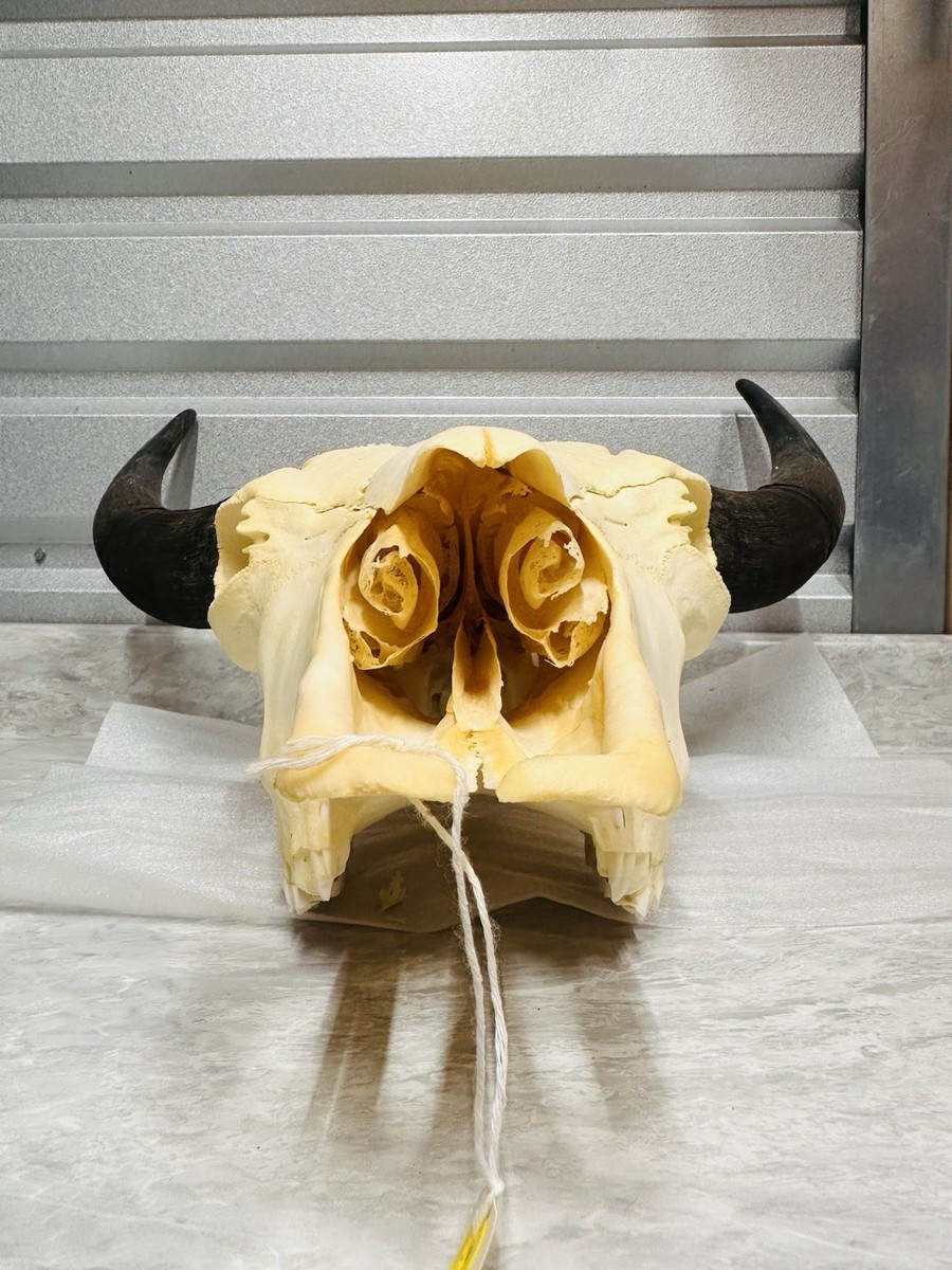 Authentic American Buffalo Bison Skull 22”x20