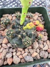 Gymnocalycium damsii Variegated