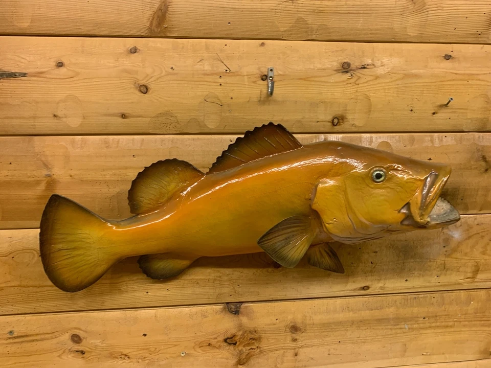 Reproducción Pargo Rojo Hueso Pez Mero Tiburón Océano Peces Taxidermia FKS32 Foto 2 de 4