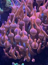 Pink Bubble Tip Anemone   4-5 Inch