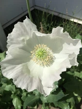 3,000 - 1 Gram Peshawar White Poppy Seeds - P. Somniferum - Giant & Solid White
