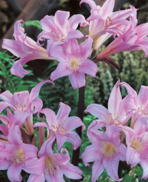 amaryllis-belladonna-lily-pink-naked-ladies-3-bulbs-please-read