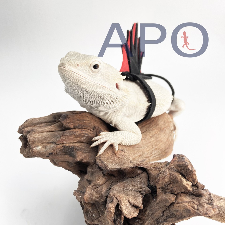 Bearded Dragon Cool Cosplay Spinosaurus Clothes reptile pets(BLACKk&RED ...